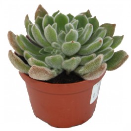 Veludo Verde Echeveria (vaso 9 cm ø)