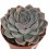 Echeveria Hercules (vaso 9 cm ø)