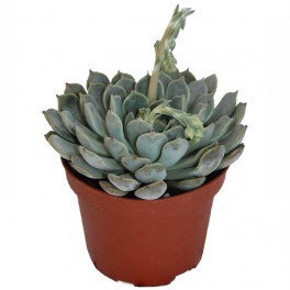 Echeveria cv. black river (test 12 cm ø)