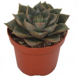 Echeveria Purpusorum (vaso 9 cm ø)