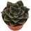 Echeveria cv. black river (test 12 cm ø)