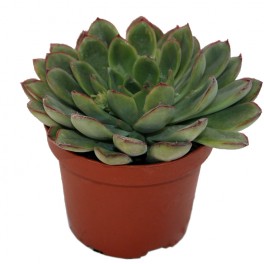 Echeveria cv. black river (test 12 cm ø)