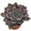 Echeveria cv. black river (test 12 cm ø)