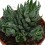 Haworthia reinwardtii (test 12 cm ø)