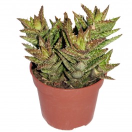 Aloe Squarrosa (pot 13 cm ø).