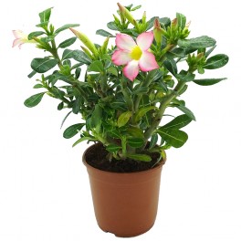 Adenium obesum 