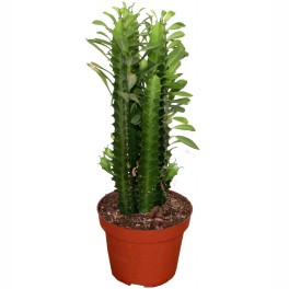 Euphorbia trigona (vaso 13 cm ø)