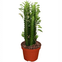 Euphorbia trigona (maceta 13 cm ø)