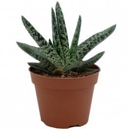 Gasteria disticha (vaso 12 cm ø)