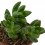 Cactus Haworthia