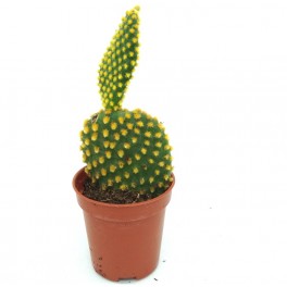 Opuntia microdasys amarelo (vaso 5,5 cm ø)