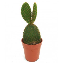 Opuntia microdasys roja (maceta 5,5 cm ø)