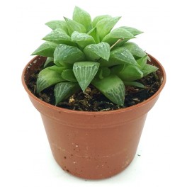 Cactus Haworthia