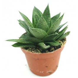 Cactus Haworthia