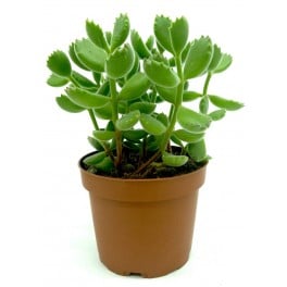 Cotyledon tomentosa (maceta 10,5 cm ø)