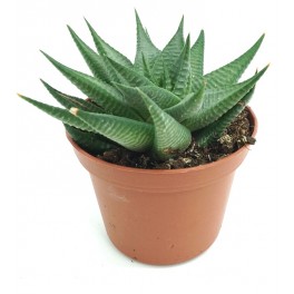 Cactus Haworthia