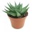 Cactus Haworthia