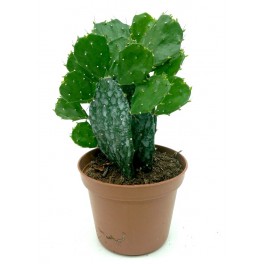 Brasiliopuntia (maceta 7,5 cm ø)