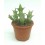 Cactus Haworthia