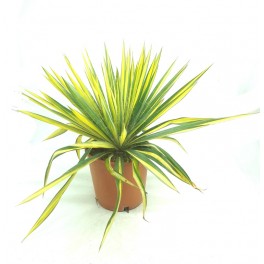 Yuca filamentosa (vaso 19 cm ø)