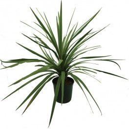 Cordyline Indivisa (Topf 17 cm ø)