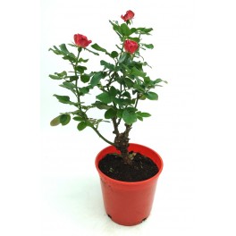 Rosal Zepeti  (maceta 20 cm ø)