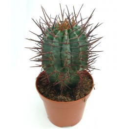 Euphorbia Horrida (vaso 8,5 cm ø)