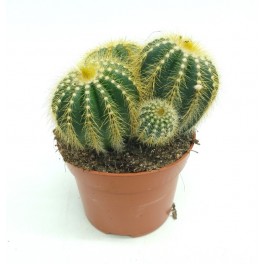 Notocactus Wara (maceta 12 cm ø)