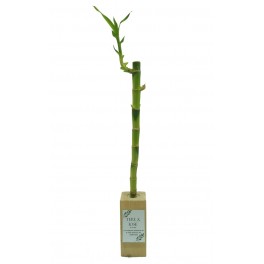 Lucky bamboo para eventos