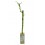 Lucky bamboo para eventos