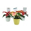 Navidad - Mini poinsettia como regalo para empresas y celebraciones