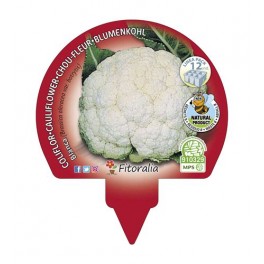 Planter col coliflor blanca ecològica (12 unitats)