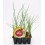 Planter de ceba Figueres ecològic (12 unitats)