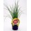 Planter de ceba Figueres ecològic (12 unitats)