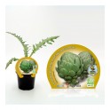 Planter carxofa natural (1 o 6 unitats)