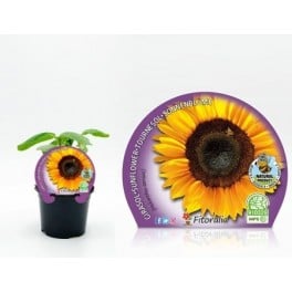 Girasol para pipas (maceta 10,5 cm Ø)