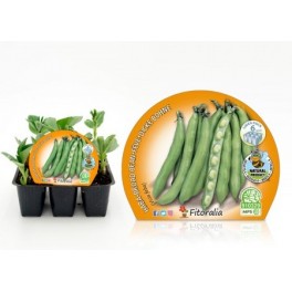 Planter fava ecològic (6 unitats)