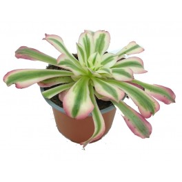 Aeonium Pink Witch (vaso 13 cm ø)