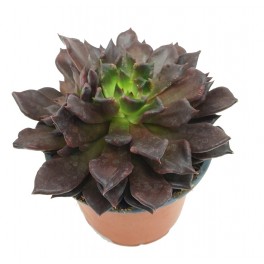 Echeveria Super bold (test 13 cm ø)