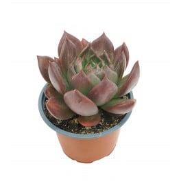 Echeveria Masai (maceta 13 cm ø)