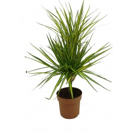 Dracena Sun Ray