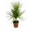 Dracena Sun Ray