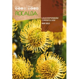 Graine de Protea Leucospermum Cordifolium