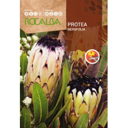 Semente de Protea Neriifolia