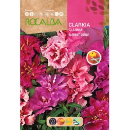 Graine de clarkia double variée