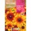 Graine de rudbeckia