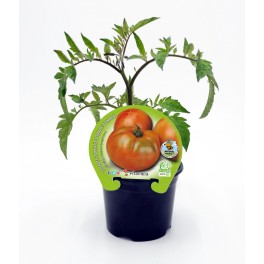 Merlin-Hybrid-Tomatensämling (12 Einheiten)