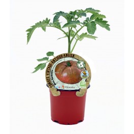 Tomate Barbastro Rose (pot 10,5 cm Ø)