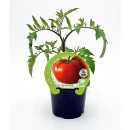 Tomate Ecológico Tres Cantos (12 unidades)