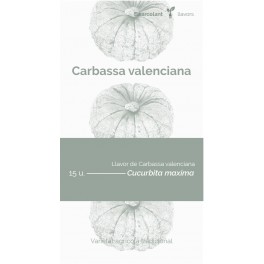 Llavor carbassa valenciana (tradicional català)